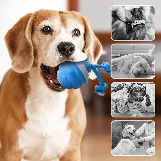 🐶😍Interaktív, nyugtató játék labda háziállatoknak