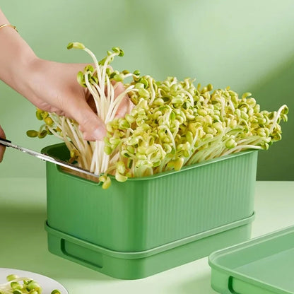 🌱Rakható babcsíra-termesztő doboz