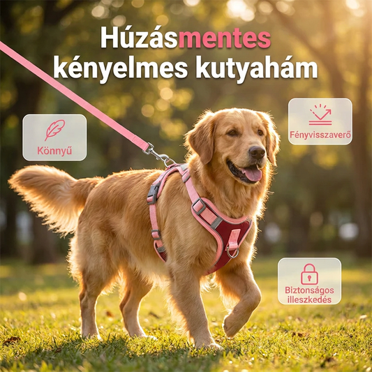 🦮☁️ Párnázott Kutyahám Teljes Szett